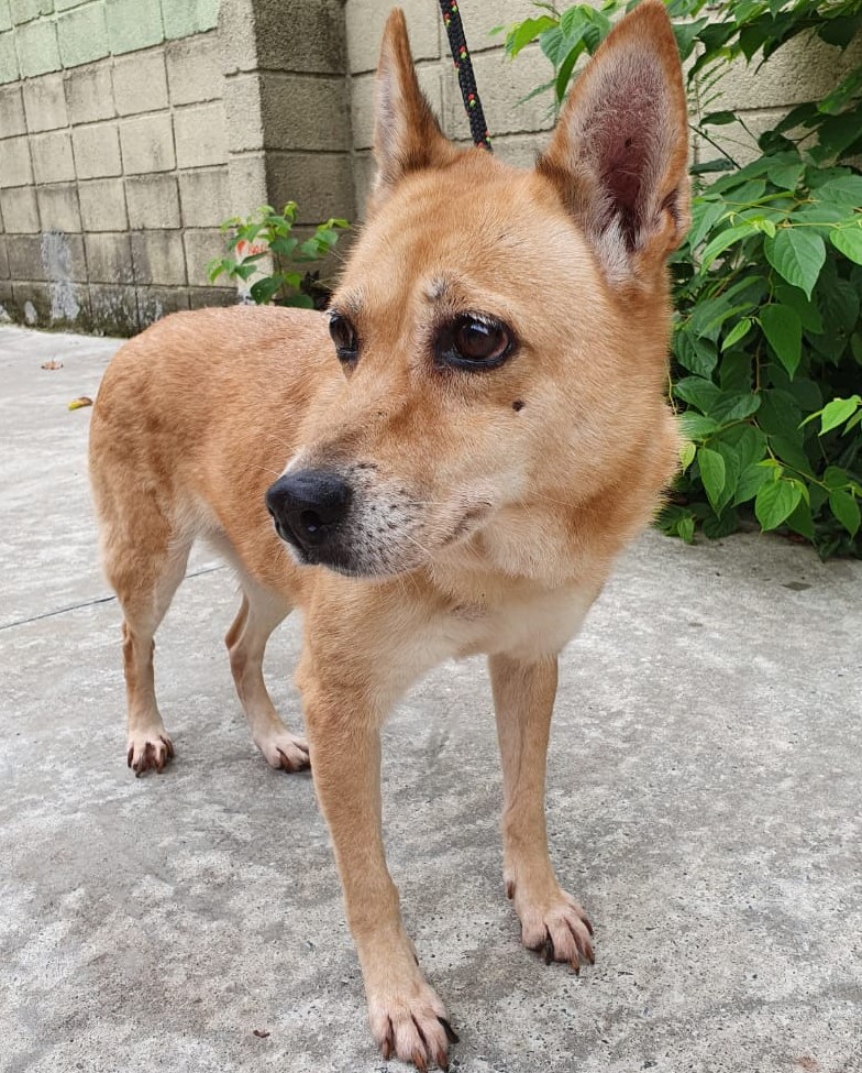 #PraCegoVer: Fotografia da cachorrinha Salomé. Ela é caramelo, e tem as orelhas bem levantadas.